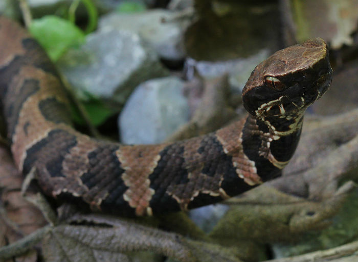 Western Cottonmouth